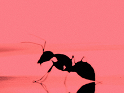 DISCOVER SCIENCE: THE POWER ANT
